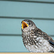 Hungry Baby Bluebird Poster