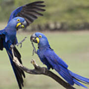 Hyacinth Macaw Pair Fighting Pantanal Poster
