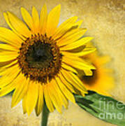 I Love Sunflowers Poster