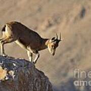 Ibex On The Rock Poster