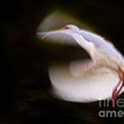 Ibis In Flight Poster