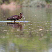 Ibis In The Environment Poster