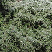 Ice On Eastern Red Cedar Poster