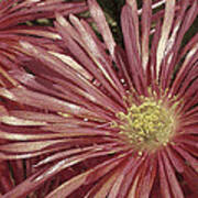 Ice Plant Flowers No 2 Poster