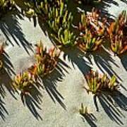 Ice Plant In Sand Poster