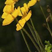 Iceland Poppies (papaver Nudicaule) In Flower Poster