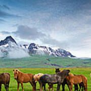 Icelandic Horses In Mountain Landscape In Iceland Poster