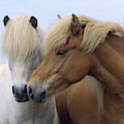Icelandic Horses Poster