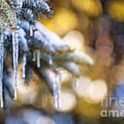 Icicles On Fir Tree In Winter Poster