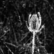 Icy Thistle In Monochrome Poster