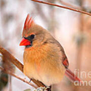 Im Just As Pretty Female Cardinal Bird Poster