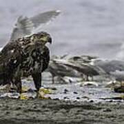 Immature Bald Eagle Poster