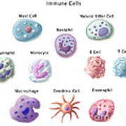Immune Cells, Illustration Poster