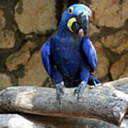 Blue Macaw Poster