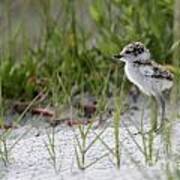 In The Grass - Wilson's Plover Chick Poster