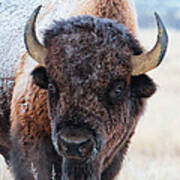 Ia Snow-covered American Bison Roams In Yellowstone National Park And Arsenal Park, Colorado Poster