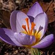 In The Shadow Of A Crocus Poster