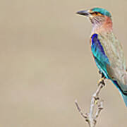 India, Madhya Pradesh, Bird Perching On Poster