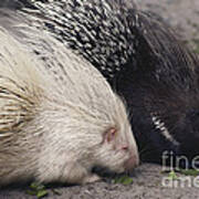 Indian-crested Porcupines Normal Poster