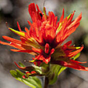 Indian Paintbrush Poster