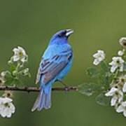 Indigo Bunting On Berry Blossoms Poster