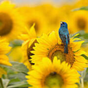 Indigo Bunting On Sunflower Poster