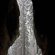 Inside Giant Sequoia Poster
