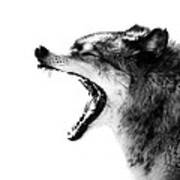 Intense Gray Wolf Portrait Poster