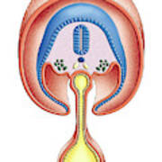 Intra-embryonic Cavities Poster