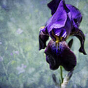 Iris - Purple And Blue - Flowers Poster