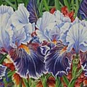 Iris Blooms Poster