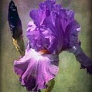 Iris Flower Poster