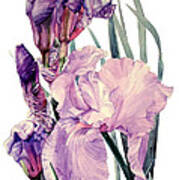 Watercolor Of An Elegant Tall Bearded Iris In Pink And Purple I Call Iris Joan Sutherland Poster