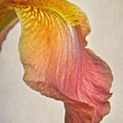 Iris Petal Poster