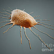 Isolated Cancer Cell Macrophage Poster