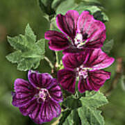 Ivy Leafed Geraniums Poster