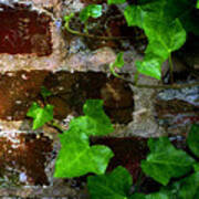 Ivy On Bricks Poster