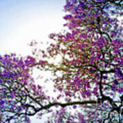 Jacaranda Glory Poster