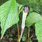 Jack In The Pulpit Poster