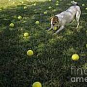 Jack Russell Terrier Tennis Balls Poster
