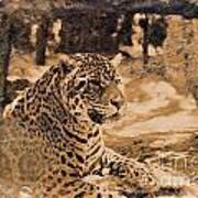 Jaguar In Sepia Poster