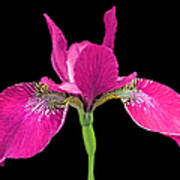 Japanese Iris Hot Pink Black Three Poster