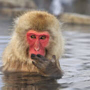 Japanese Macaque In Hot Spring Poster