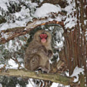 Japanese Macaque In Tree Jigokudani Poster