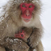 Japanese Macaque Warming Baby Poster