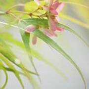 Japanese Maple (acer Palmatum) In Flower Poster