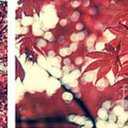 Japanese Maple Collage Poster