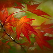 Japanese Maple Fall Colors Poster