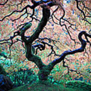 Japanese Maple In Autumn Poster