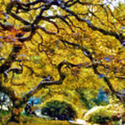 Japanese Maple In Washington Park Poster